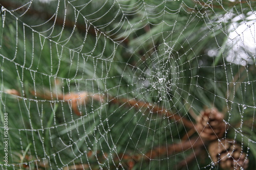 spiderweb in the forest