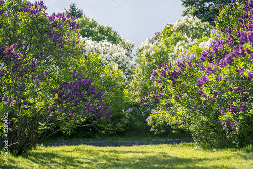 Spring Blooming Lilac Trees Panorama