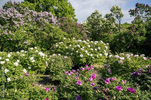 Fototapeta Naklejka Na Ścianę i Meble -  Tree Peonies and Blooming Lilac Panorama