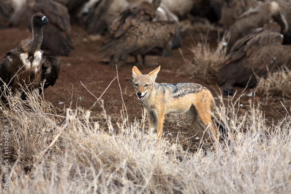 The black-backed jackal (Canis mesomelas) at prey with a flock of vultures