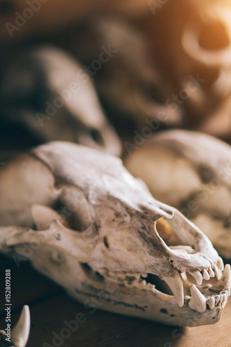 skull animals, wolf, Fox, folded in a row, close-up © liliyabatyrova