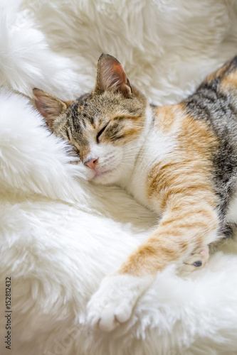Sevimli uyuyan kedi © Esin Deniz