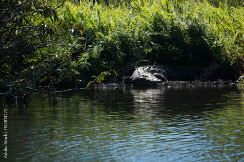 mangrove swamp crocodile Mexico