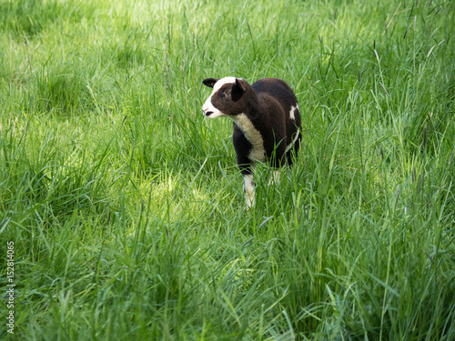 one young brown and white sheep standing on a green meadow