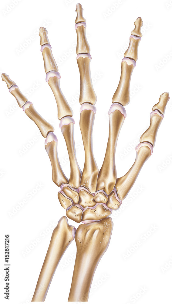 Human Hand - Normal Showing Bones and Joints Human Hand - Normal Showing Bones and Joints