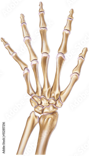 Human Hand - Normal Showing Bones and Joints