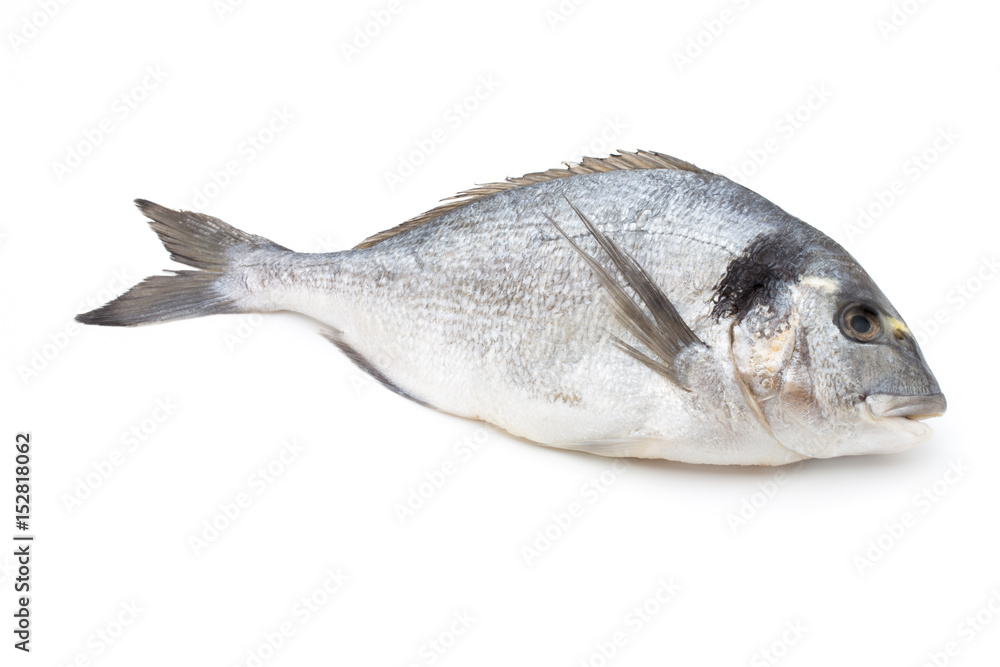Fresh bream sea isolated on white background. Fresh bream sea isolated on white background.