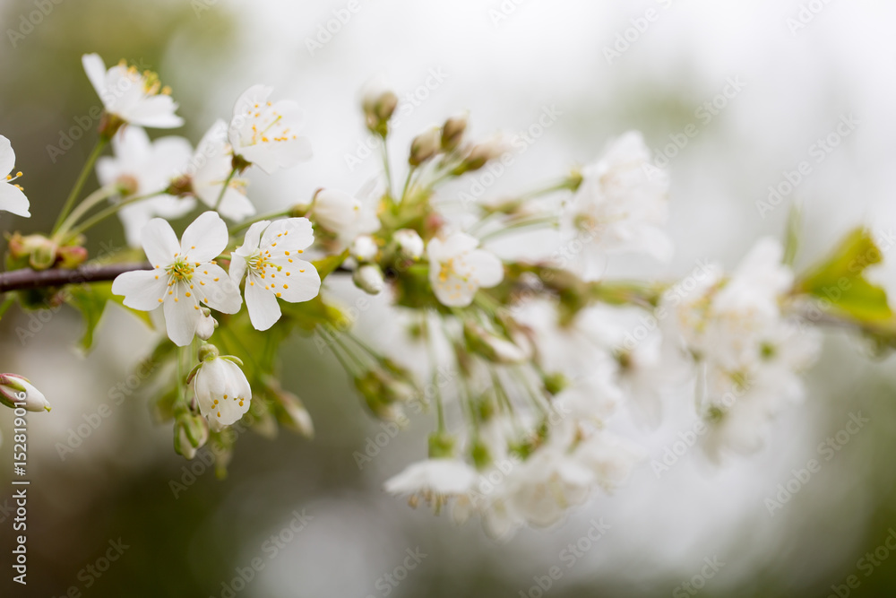 Cherry blossom in spring for background.