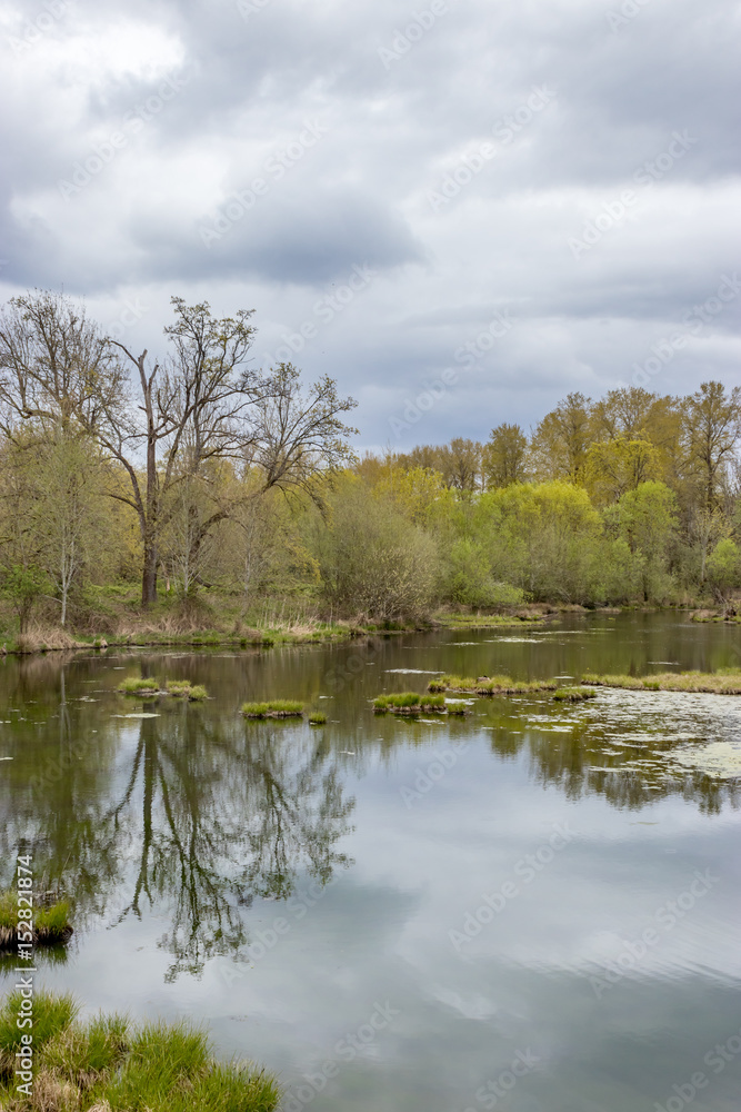 tree and reflection in wetlands