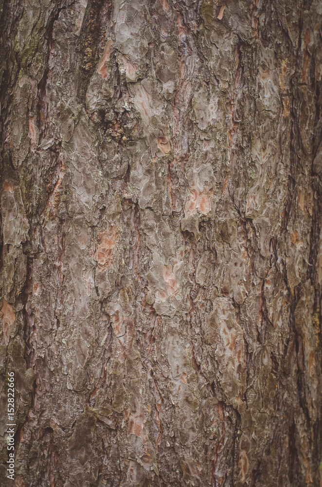 The texture of the bark of a pine tree The texture of the bark of a pine tree