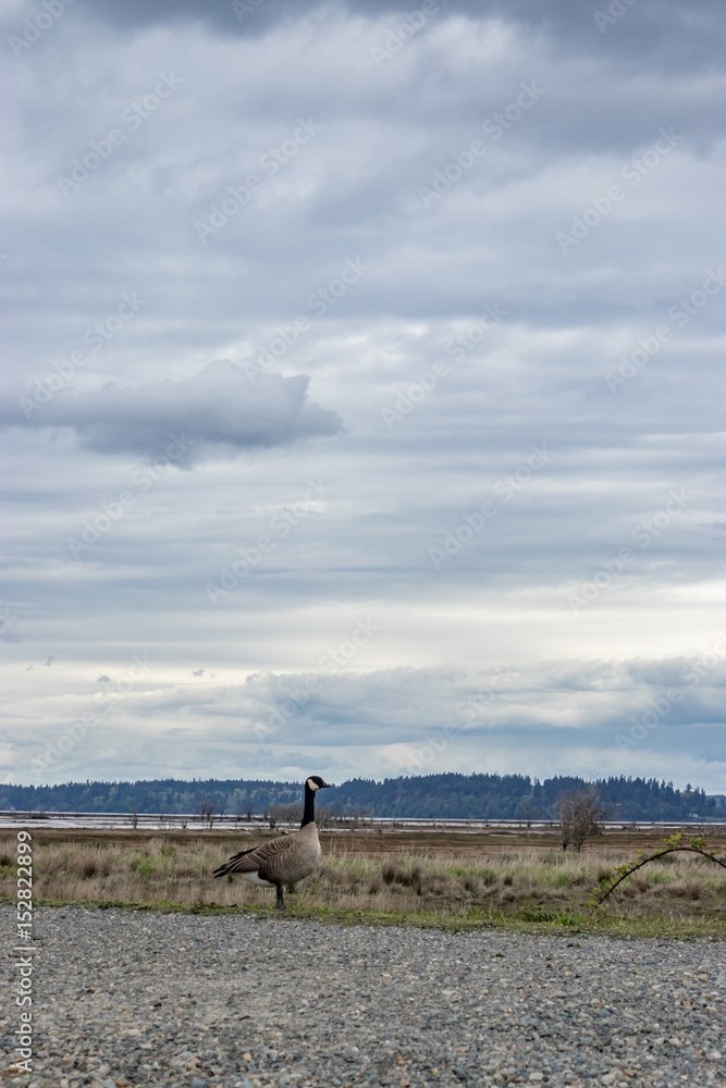 canadian goose along gravel road