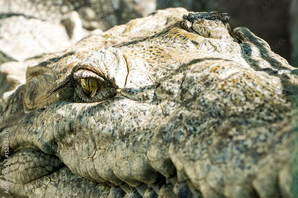 Obraz premium mangrove swamp crocodile Mexico