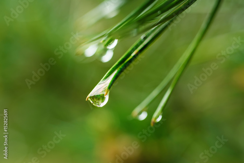Abstract background from conifer evergreen pine tree branches with dew water drops, natural outdoor concept