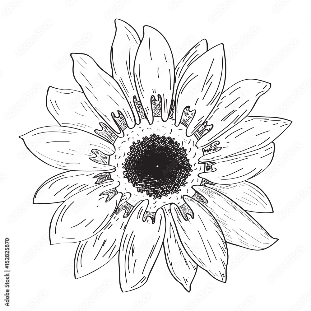 Isolated outline of a flower, Vector illustration Isolated outline of a flower, Vector illustration