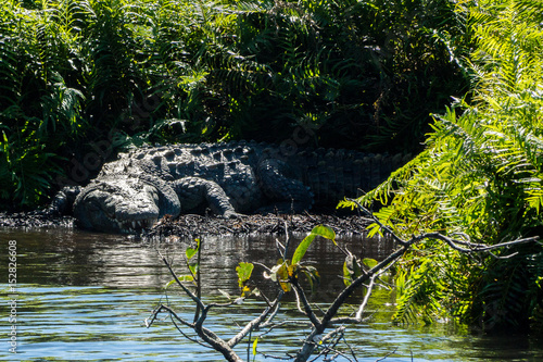 Fototapeta Naklejka Na Ścianę i Meble -  mangrove swamp crocodile Mexico