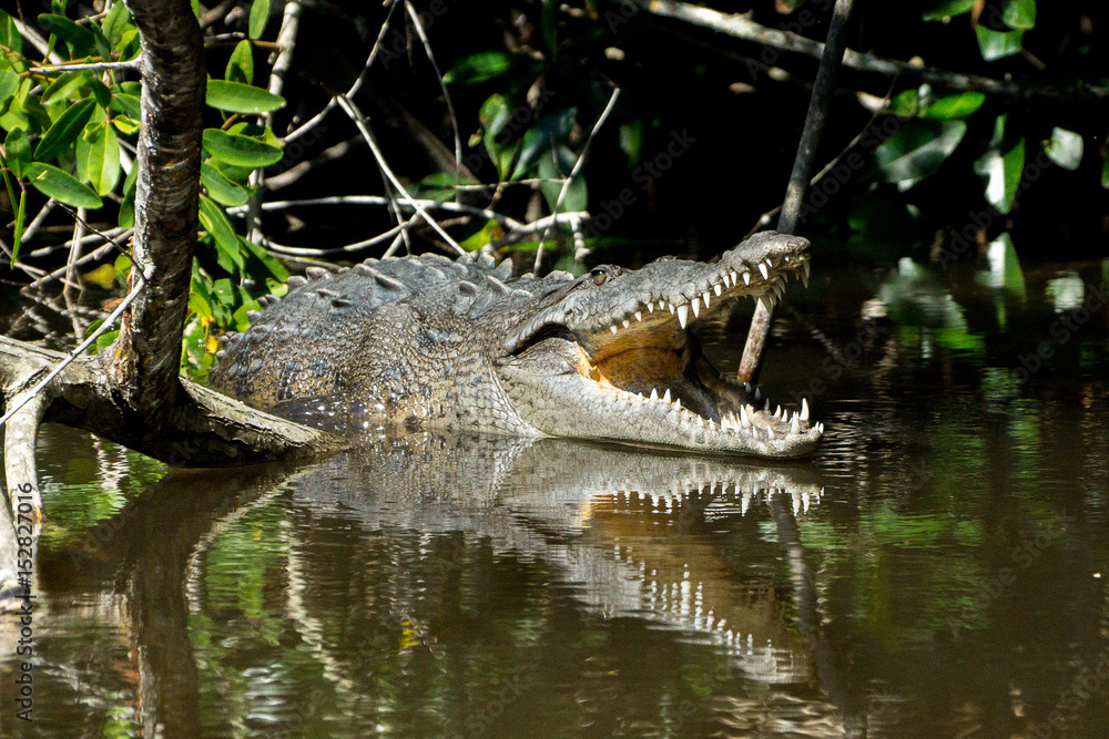 Fototapeta premium mangrove swamp crocodile Mexico