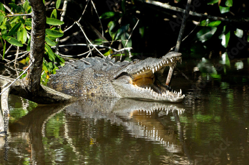 mangrove swamp crocodile Mexico
