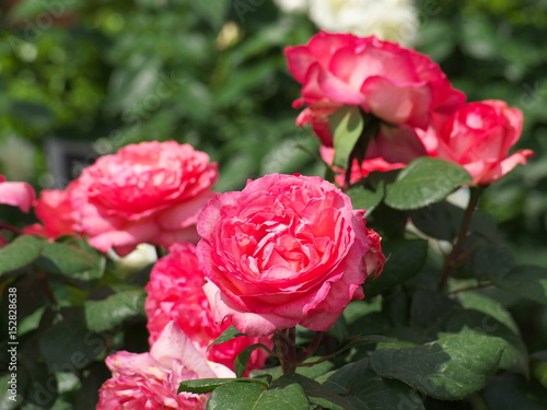 薔薇