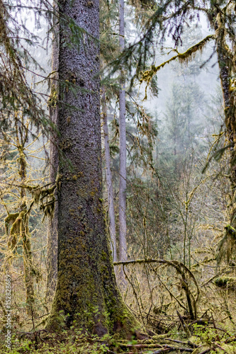 large mossy tree in rain forest