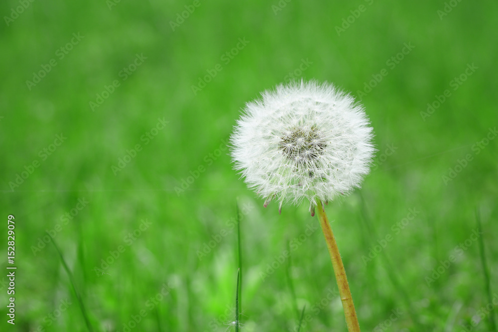 dandelion on green meadow in spring dandelion on green meadow in spring