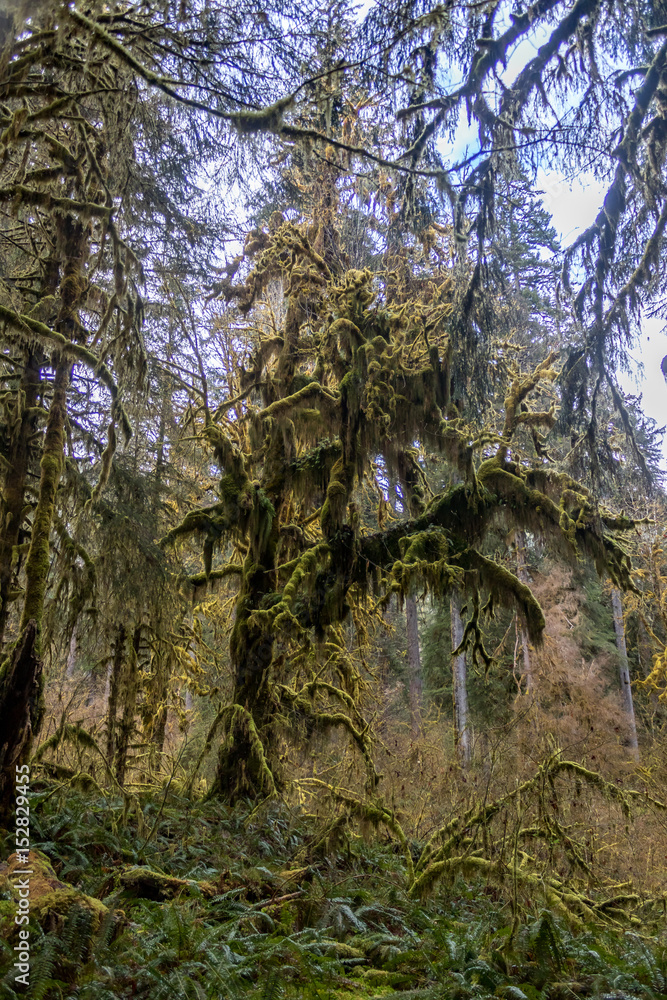 massive moss covered tree in rain forest massive moss covered tree in rain forest