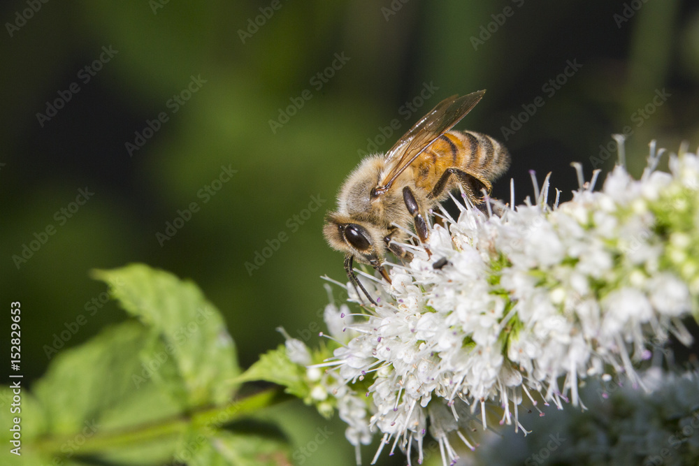 Honey Bee collecting nectar and pollen Honey Bee collecting nectar and pollen