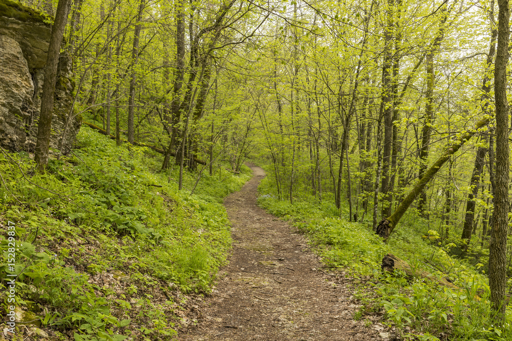 Spring Trail Scenic - A hiking trail in the woods during spring. Spring Trail Scenic - A hiking trail in the woods during spring.