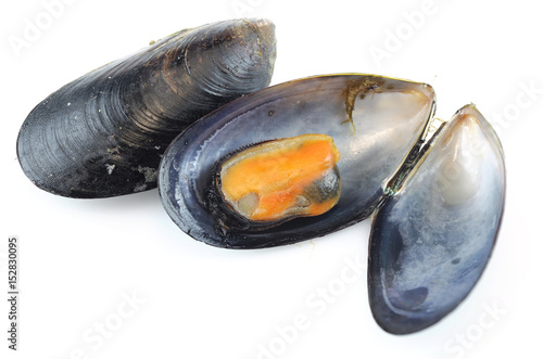 fresh cooked mussel open shell isolated on white background