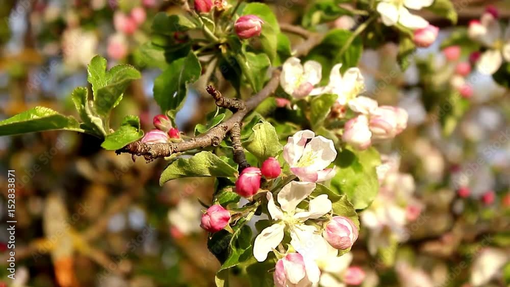 Beautiful apple tree blooming, gentle little white flowers on twig over blur green background, beauty of spring season Beautiful apple tree blooming, gentle little white flowers on twig over blur green background, beauty of spring season