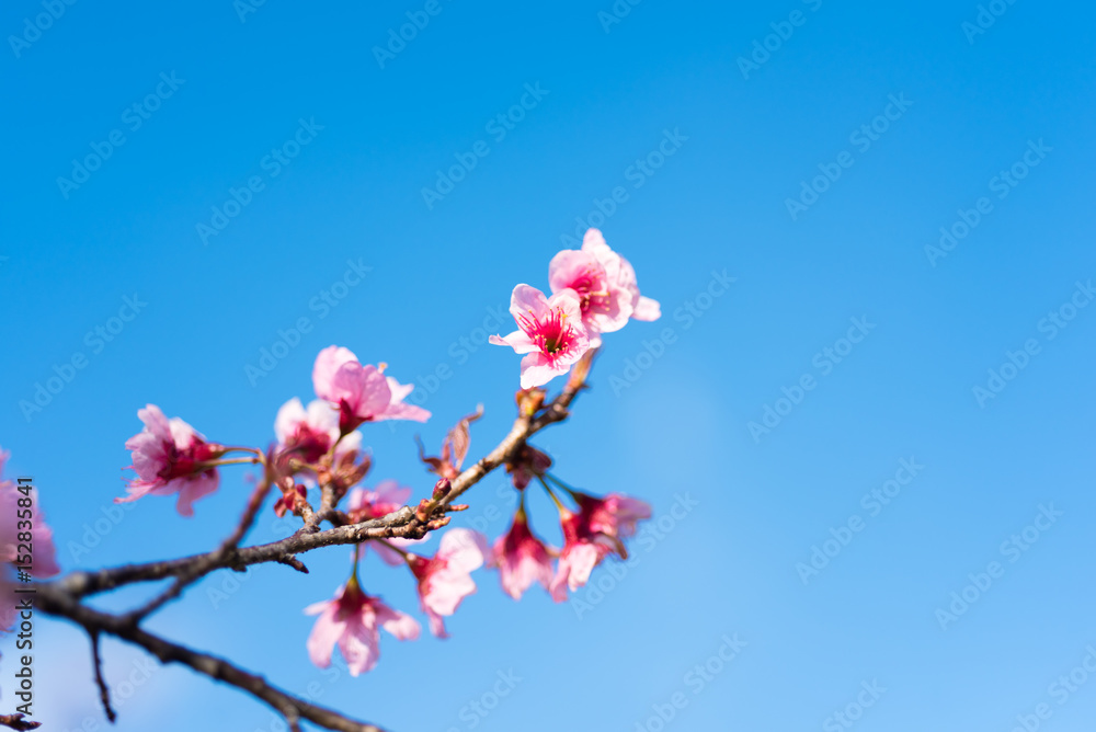 Cherry blossoms or Sakura flower in chiang mai Thailand Cherry blossoms or Sakura flower in chiang mai Thailand