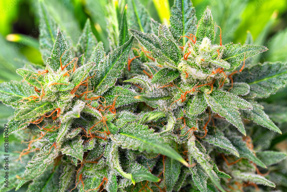 Fototapeta premium Zdjęcia makro szyszek marihuany z liśćmi pokrytymi włoskami. Widok klonu rośliny konopi.