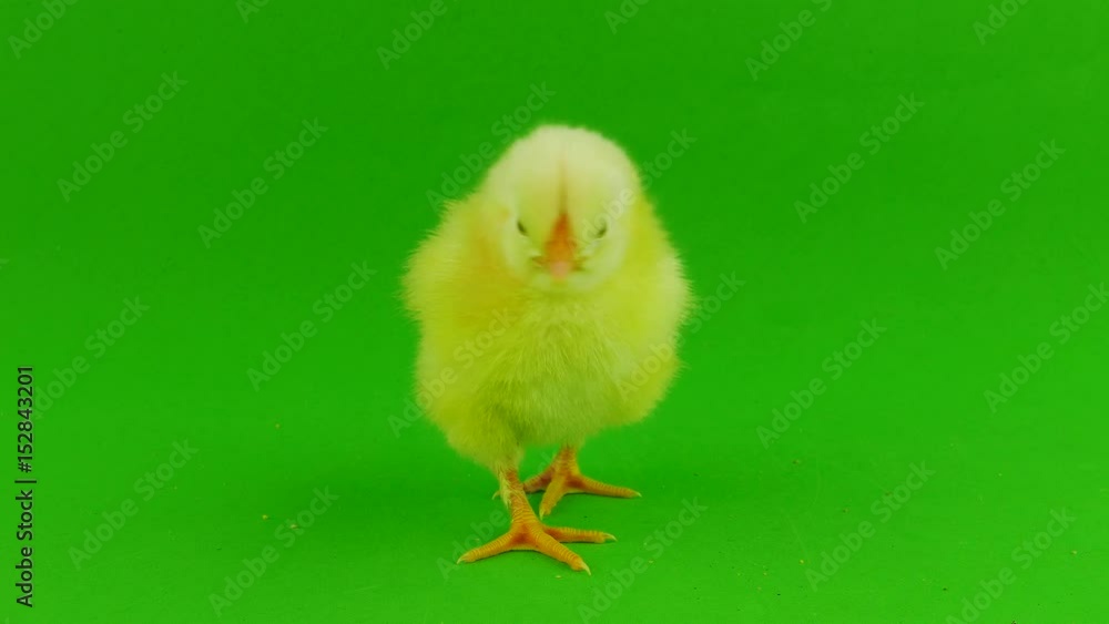Little chicken on a green screen Little chicken on a green screen