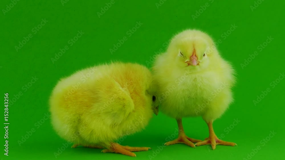 Little chicken on a green screen Little chicken on a green screen