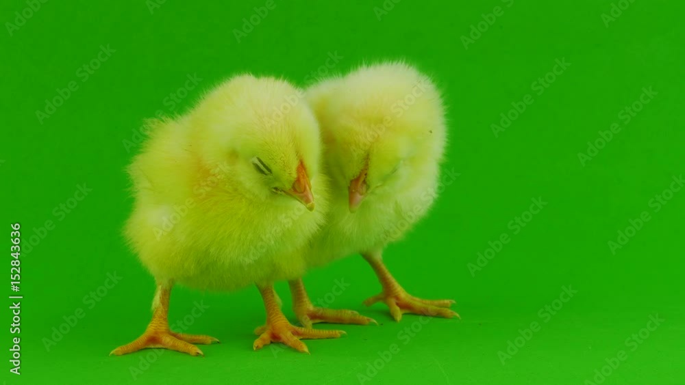 Little chicken on a green Little chicken on a green