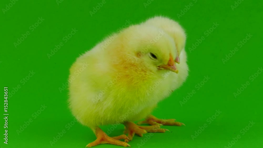 Little chicken on a green Little chicken on a green