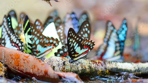 Multi-colored butterfly Many species for food Explore natural sources 