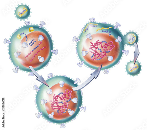 Stopping HIV virus DNA from inserting into T4 host cell DNA by blocking the Reverse Transcriptase enzyme. photo