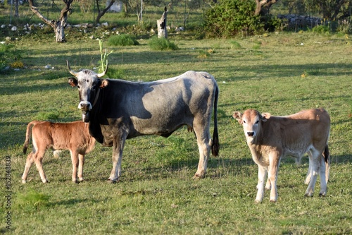 Mucca Podolica Lucana al pascolo con vitelli photo