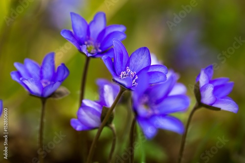Fototapeta Naklejka Na Ścianę i Meble -  Blue liverworts flowers in close up