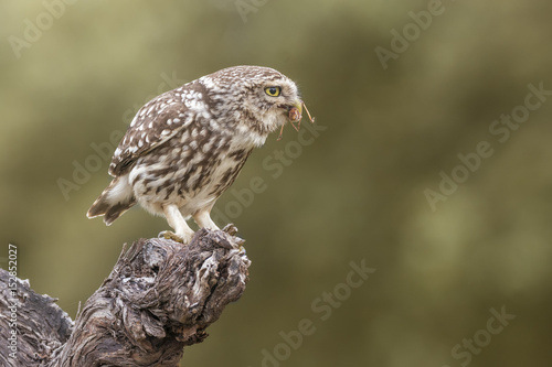 athene noctua