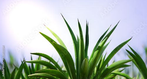 Fresh Aloe Plant