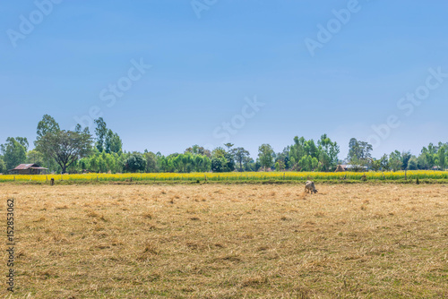 Soft focus the paddy rice field,the straw after harvest,Crotalaria juncea flower ,Fabaceae, Leguminosae yellow flower,plant field,nitrogen fixation plant with the beautiful sky and cloud in Thailand. photo