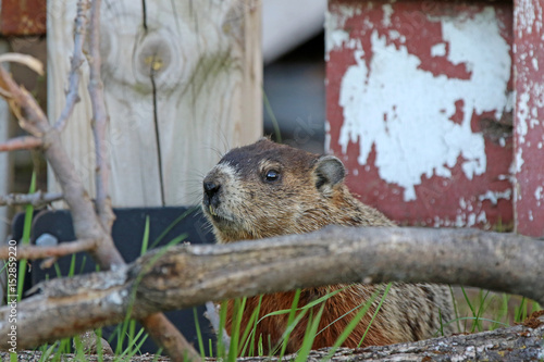 marmotte photo