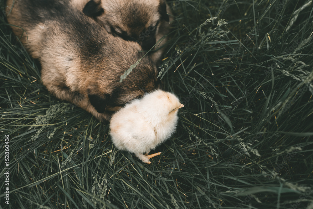 dog and chicken. Chicken on the head of the dog. Stock Photo Adobe Stock