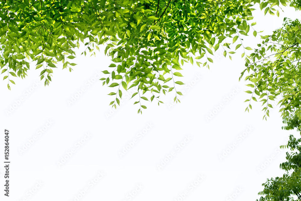 Obraz premium 新緑と文字スペース