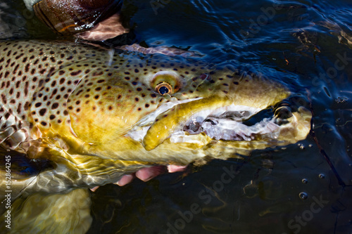Brown Trout Beast