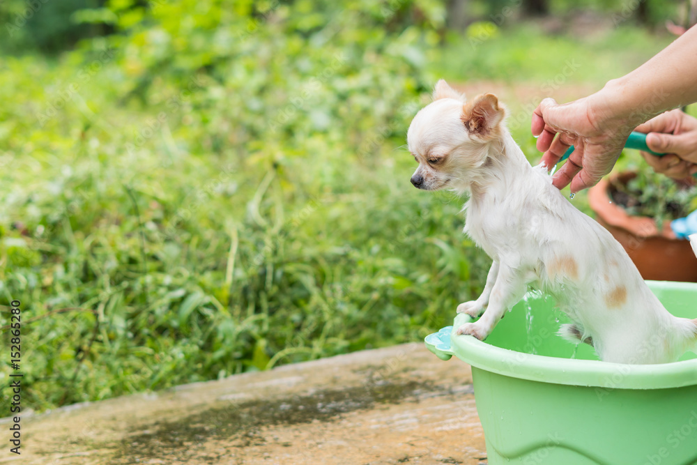 Cute Chihuahua dog taking a bath in  basin
