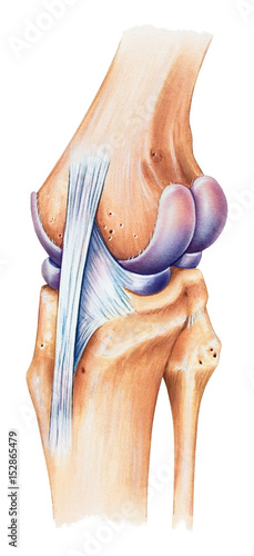 Normal human anatomy of a knee, dorsal medial view. Shown are the medial femoral condyle, medial meniscus, tibial collateral ligament, femur, fibula, and tibia. photo