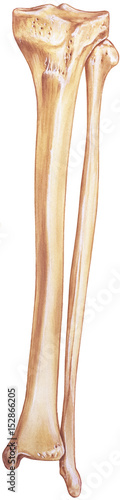 Leg - Fibula and Tibia anterior view, showing bones and joints.