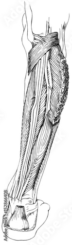 Muscles and tendons of a human lower right leg - posterior view. photo